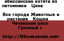 абиссинские котята из питомника › Цена ­ 15 000 - Все города Животные и растения » Кошки   . Чеченская респ.,Грозный г.